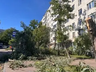 Вырубка деревьев у метро «Печатники»: причины и последствия