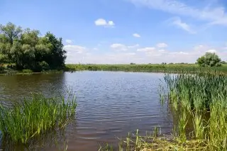 Мониторинг водоёмов в Лыткарино: озеро Долгое снова проверено