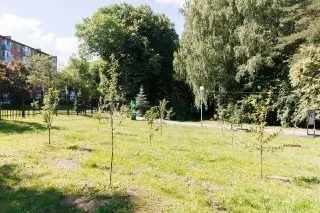 В Кашире высадили новую аллею яблонь в честь юбилея города