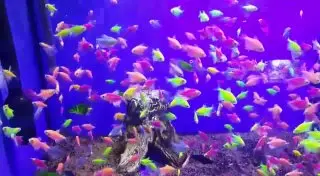 Светящиеся рыбы GloFish появились в Москвариуме на ВДНХ