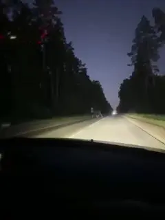 Лось на Донинском шоссе в Раменском округе: водители, будьте осторожны!