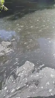 Лебедей эвакуировали из-за загрязнения пруда в Зеленограде