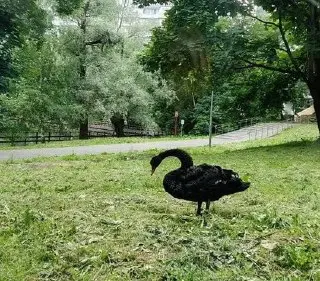 Черных лебедей из Зеленограда эвакуировали из-за загрязнения пруда