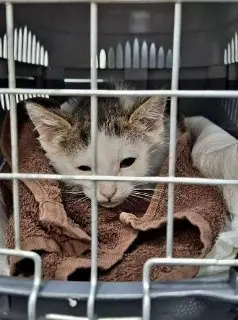 Спасение котёнка из 7,5-метровой ямы в Москве