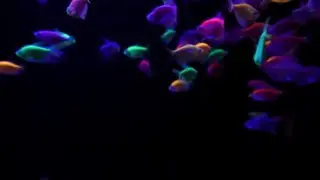 В «Москвариуме» появились флуоресцентные рыбы GloFish