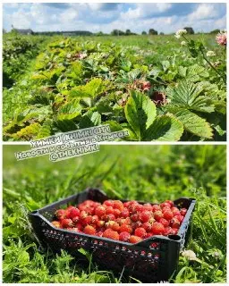 Клубничный сезон: самосбор ягод в Клину по доступным ценам