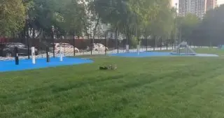 В Братеево открылась новая площадка для выгула собак