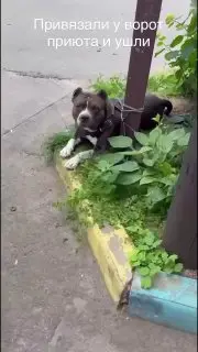 Собаку, привязанную к столбу, спасли и ищут ей новый дом