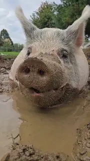 Необычное видео со свиньёй появилось в канале Медведева
