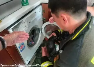 Котёнок попал в стиральную машину: спасение в Москве