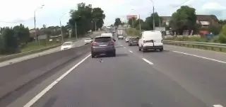 Водитель в Подмосковье спас котёнка на дороге: ищет новый дом