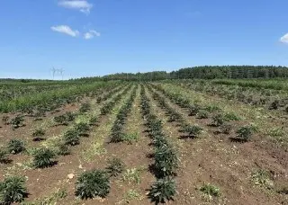 Новый Тепличный Комплекс Создаст 200 Рабочих Мест