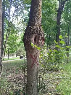 Уникальное дерево с белками под угрозой сноса: спасение возможно?