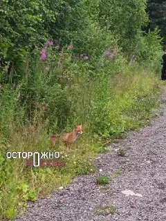 Лисы в Москве: Как избежать опасных встреч с дикими животными
