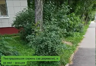 Вырубка Здоровых Деревьев В Зеленограде: Жители Против!