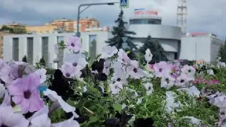 Щелково украсили 60 новыми клумбами у въезда в город