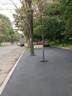 Деревья в асфальте: угрозы для экологии на 3-й Парковой