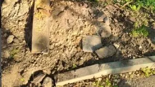 Жители Южного Бутово обеспокоены состоянием дерева после благоустройства