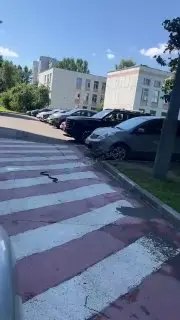 Необычная находка: змея замечена в жилом районе