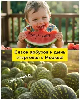В Москве открылись бахчевые развалы к Дню арбуза