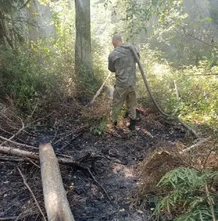 Лесной пожар в Подмосковье ликвидирован за полтора часа