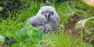 Два Птенца Полярной Совы Появились в Зоопарке