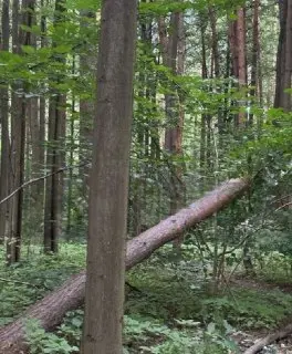 Опасные деревья в экопарке: жители Северного Бутово требуют уборки