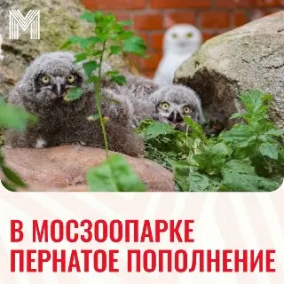В Московском зоопарке появились птенцы полярной совы