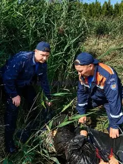 Спасение женщины с собакой, заблудившейся в лесу