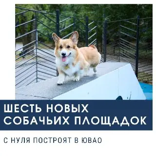 Новая площадка для выгула собак откроется в Выхино