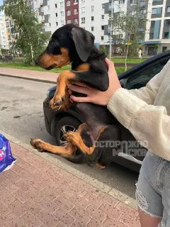 Спасение щенка: москвич приютил найденного в запертой машине