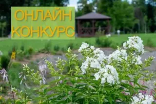 Присоединяйтесь к онлайн-конкурсу «Мой дивный сад» в парке!