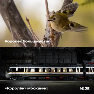 Москвичи выбрали имя для новых поездов: ‘Королек’
