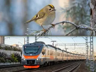 Новые поезда МЦД будут называться «Королёк»